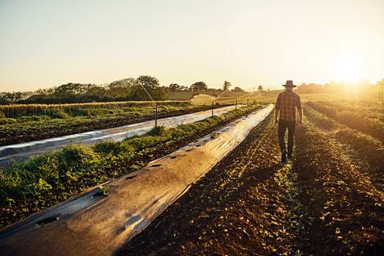 Organics is the use of techniques and products that not only sustain, but also improve soil health, plant health, and the environment in general.